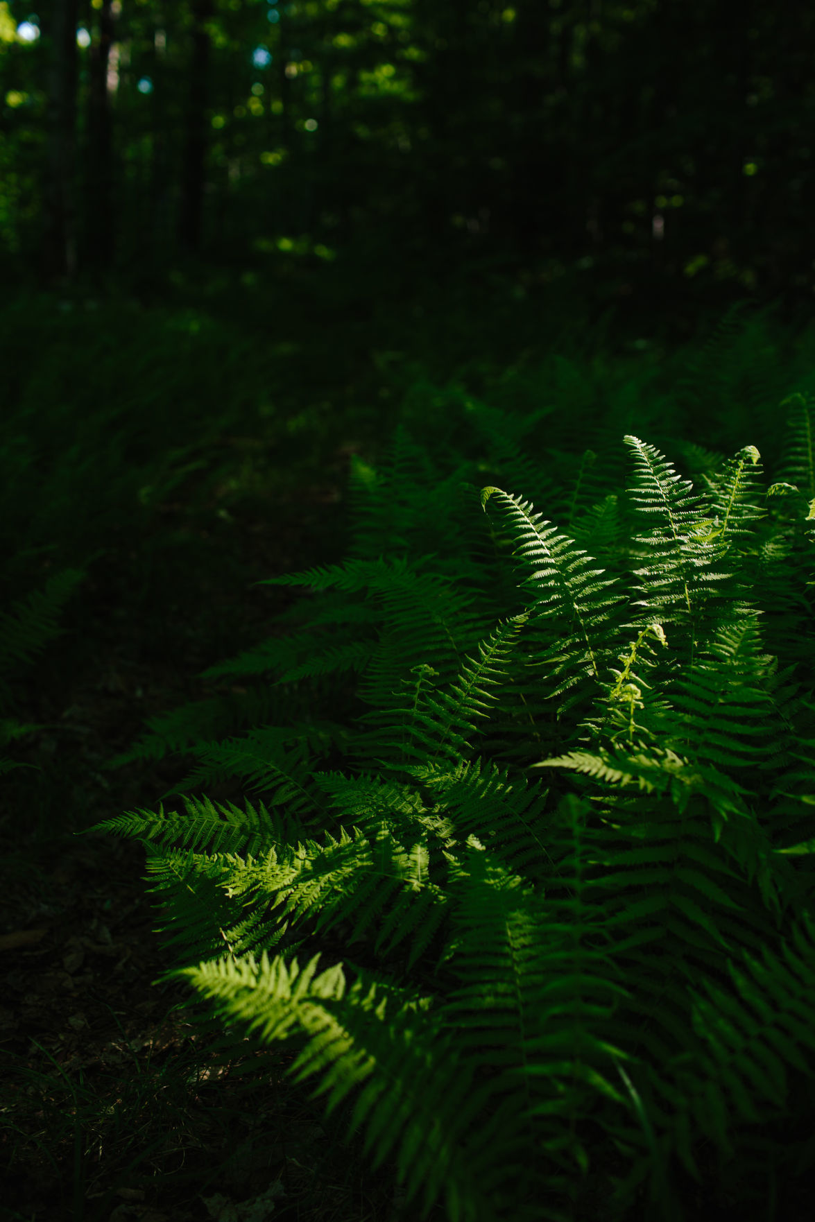 Forest Journal: Ferns matter